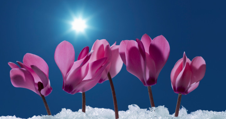 flowers snow flowers snow